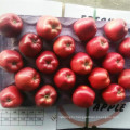 High quality good delicious huaniu apple to india